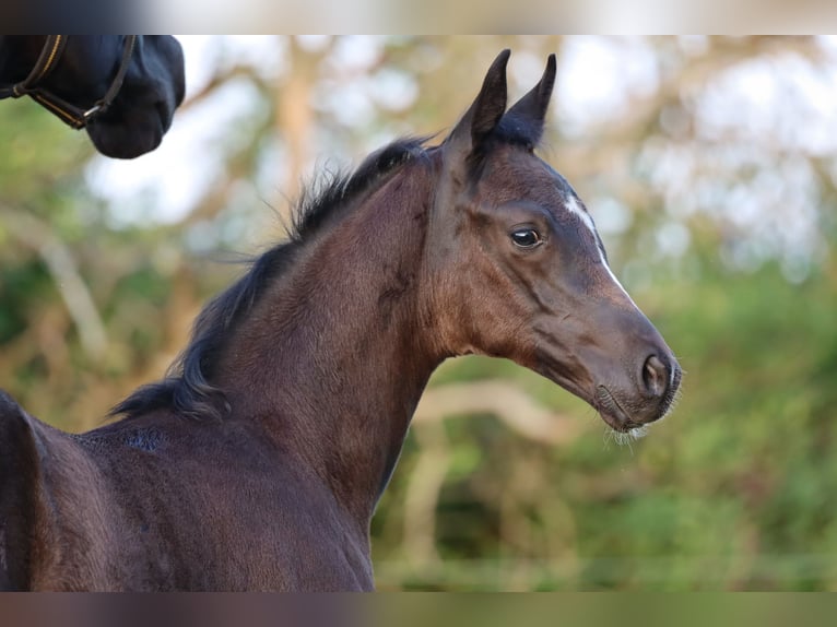 Hannoveranare Hingst Föl (06/2024) 170 cm Svart in Rickling