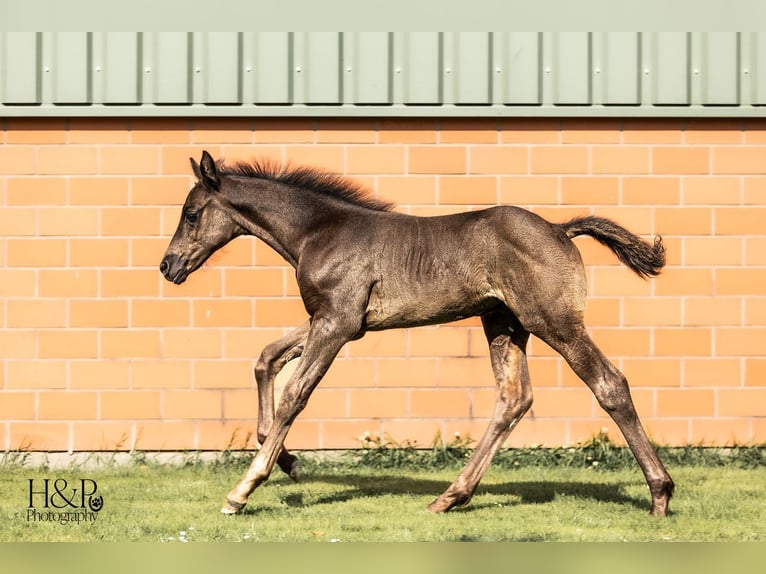 Hannoveranare Hingst Föl (06/2024) 170 cm Svart in Otterndorf