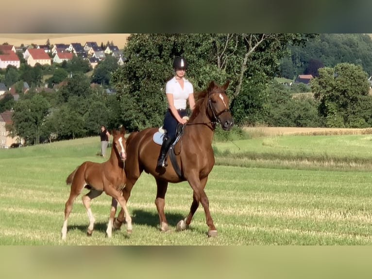 Hannoveranare Hingst Föl (06/2024) 172 cm fux in Mülsen