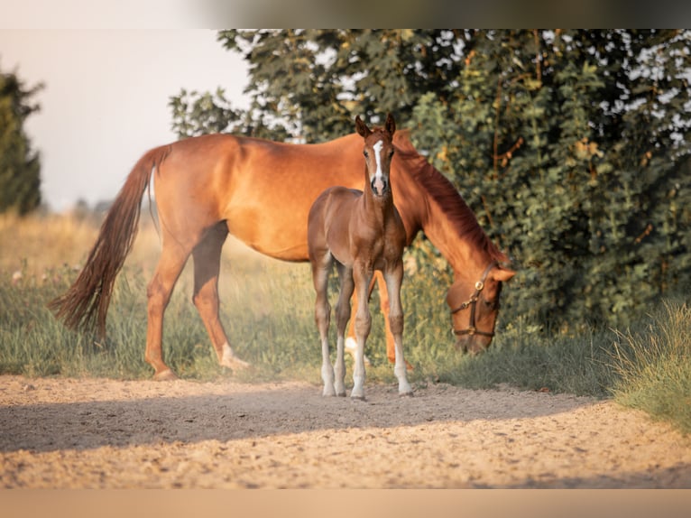 Hannoveranare Hingst Föl (06/2024) 172 cm fux in Mülsen