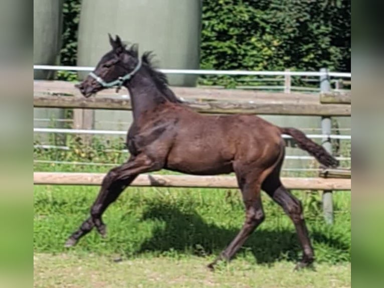 Hannoveranare Hingst Föl (04/2024) 172 cm Svart in Rosengarten