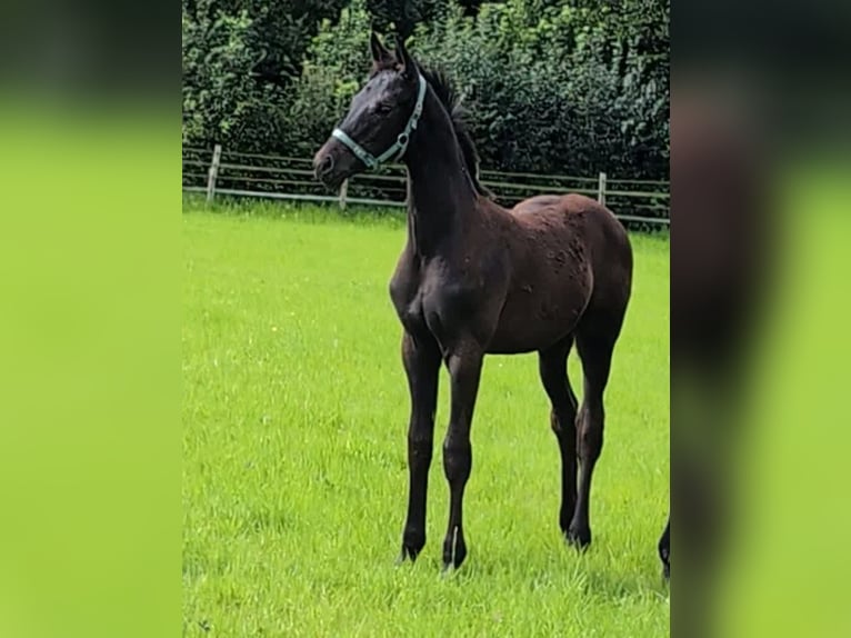 Hannoveranare Hingst Föl (04/2024) 172 cm Svart in Rosengarten