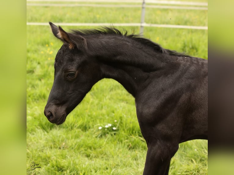 Hannoveranare Hingst Föl (04/2024) 172 cm Svart in Rosengarten