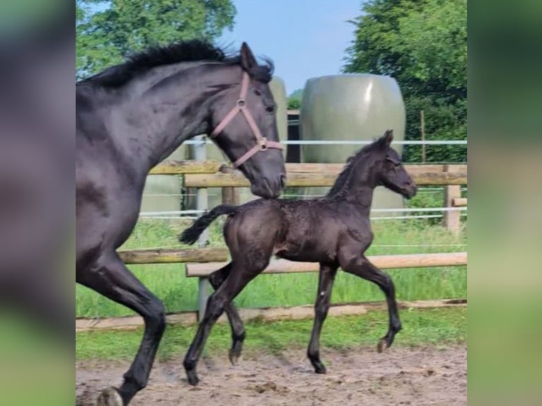 Hannoveranare Hingst Föl (04/2024) 172 cm Svart in Rosengarten