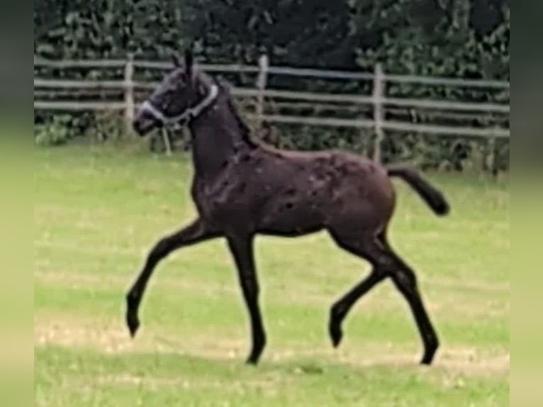 Hannoveranare Hingst Föl (04/2024) 172 cm Svart in Rosengarten