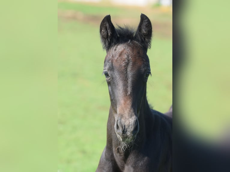 Hannoveranare Hingst Föl (06/2024) 173 cm Grå in Sheffield