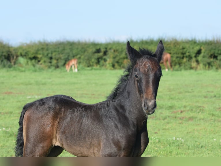 Hannoveranare Hingst Föl (06/2024) 173 cm Grå in Sheffield