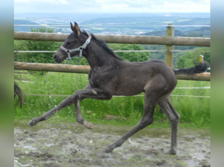 Hannoveranare Hingst Föl (05/2024) 173 cm Svart in Greifenstein