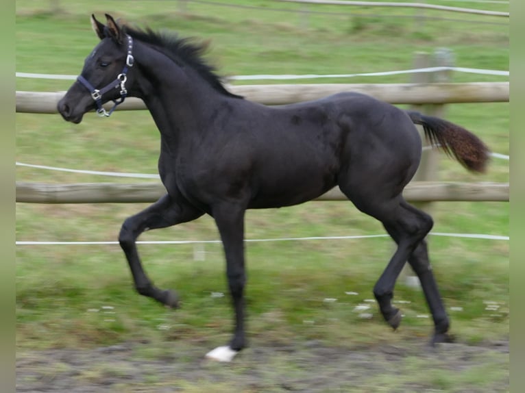 Hannoveranare Hingst Föl (05/2024) 173 cm Svart in Greifenstein