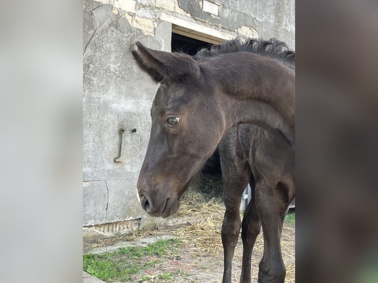 Hannoveranare Hingst Föl (05/2024) 174 cm Kan vara vit in Friedeburg Wiesede