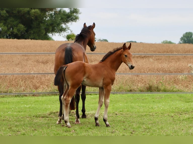 Hannoveranare Hingst Föl (06/2024) Brun in Dorf Mecklenburg/OT Rambow