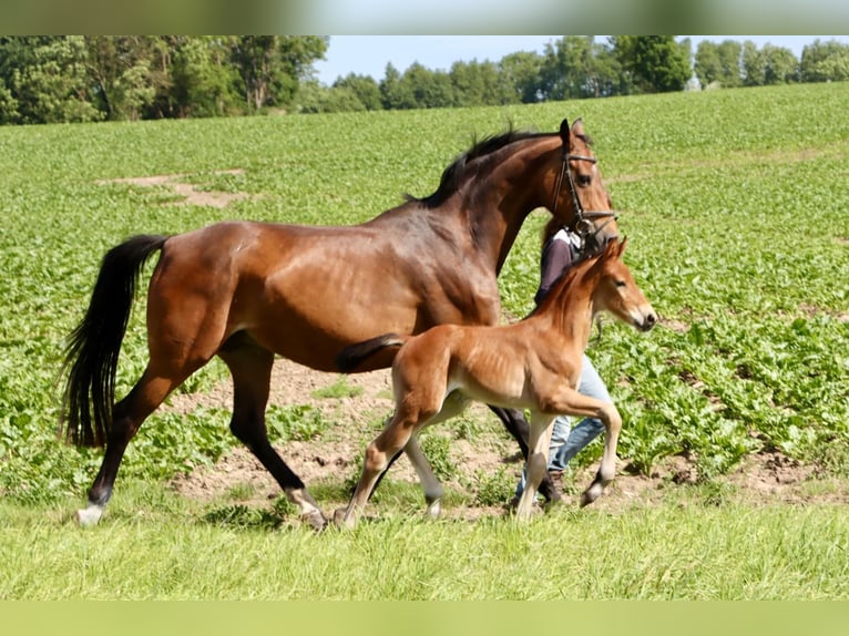 Hannoveranare Hingst Föl (06/2024) Brun in Dorf Mecklenburg/OT Rambow