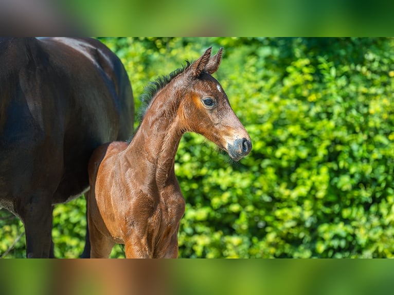 Hannoveranare Hingst Föl (01/2024) Brun in Mönchengladbach