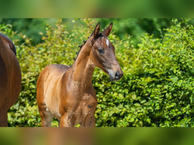 Hannoveranare Hingst Föl (01/2024) Brun in Mönchengladbach