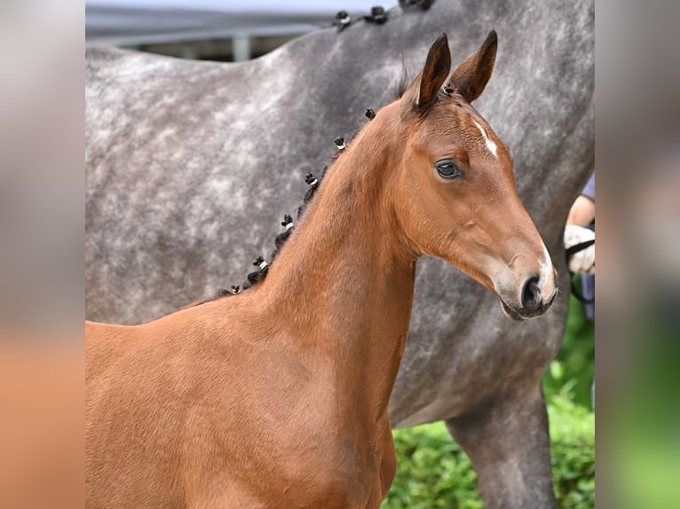 Hannoveranare Hingst Föl (04/2024) Brun in Bad Bevensen