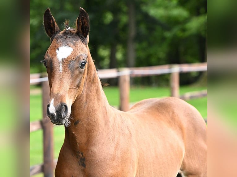 Hannoveranare Hingst Föl (05/2024) Brun in Bad Bevensen