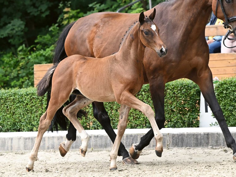 Hannoveranare Hingst Föl (05/2024) Brun in Bad Bevensen