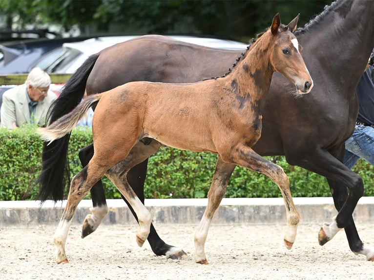 Hannoveranare Hingst Föl (04/2024) Brun in Bad Bevensen