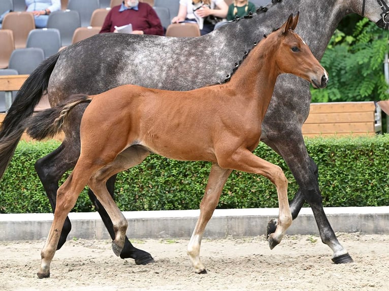 Hannoveranare Hingst Föl (04/2024) Brun in Bad Bevensen