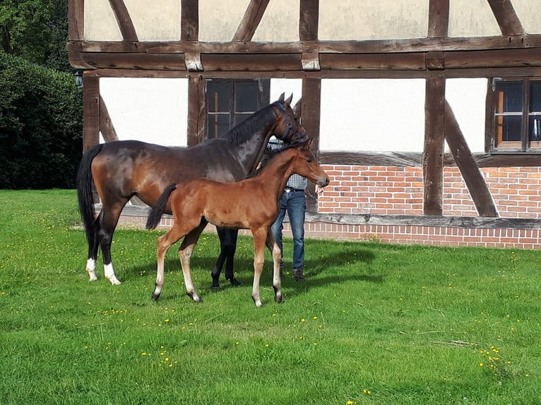 Hannoveranare Hingst Föl (06/2024) Brun in Borstel