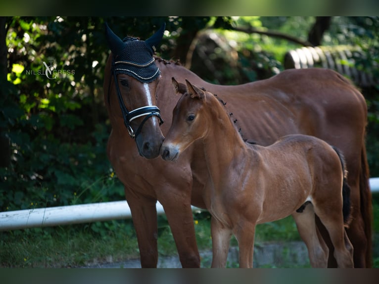 Hannoveranare Hingst Föl (05/2024) Brun in Buseck