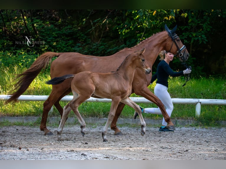 Hannoveranare Hingst Föl (05/2024) Brun in Buseck