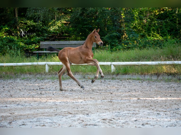 Hannoveranare Hingst Föl (05/2024) Brun in Buseck