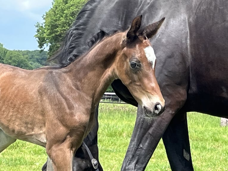 Hannoveranare Hingst Föl (05/2024) Brun in Cloppenburg