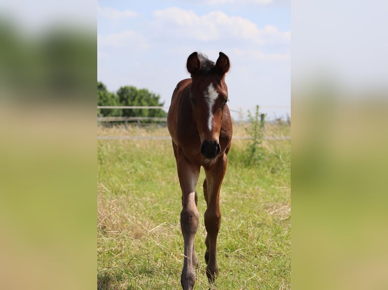 Hannoveranare Hingst Föl (05/2024) Brun in Neuberg