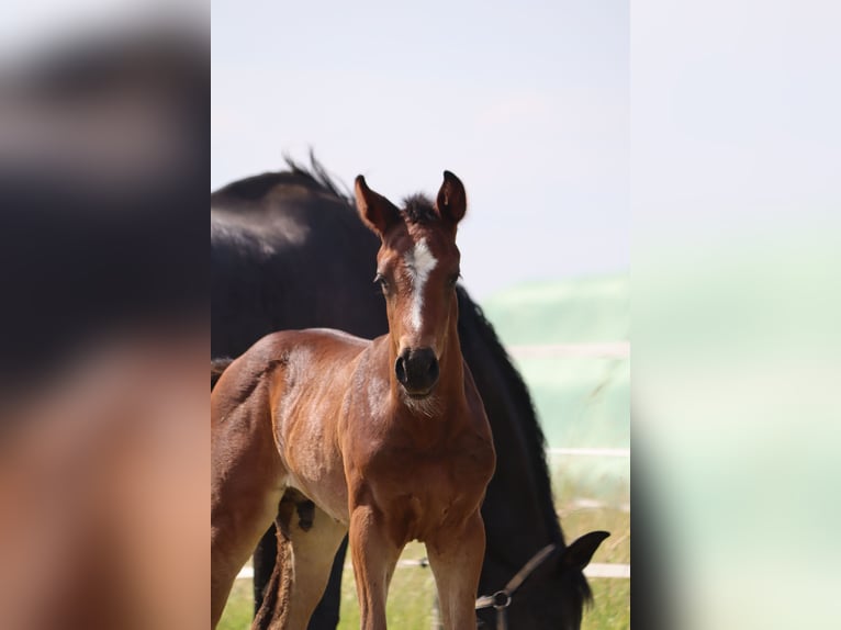 Hannoveranare Hingst Föl (05/2024) Brun in Neuberg