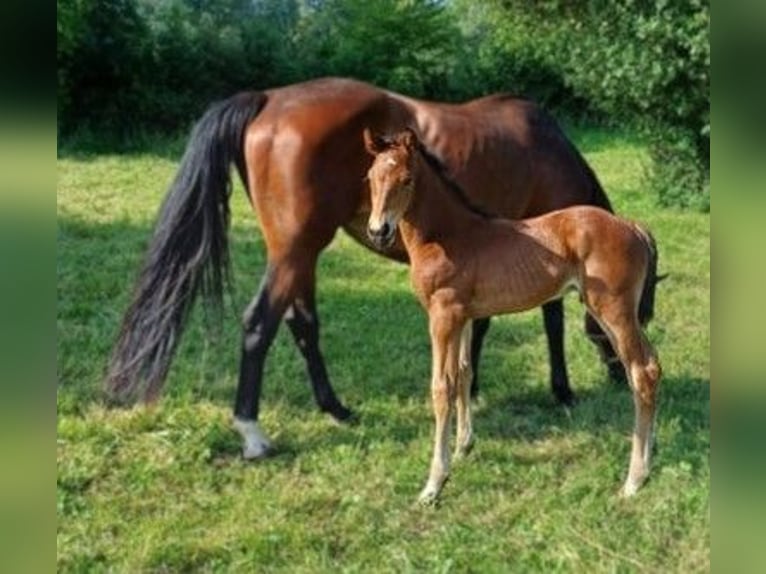 Hannoveranare Hingst Föl (05/2024) Brun in Rinteln