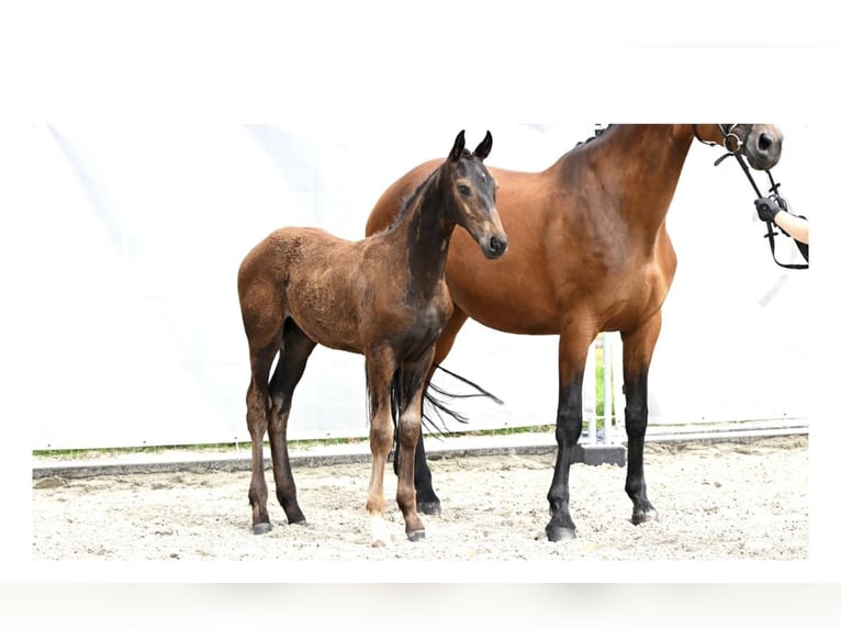 Hannoveranare Hingst Föl (03/2024) Brun in Moormerland