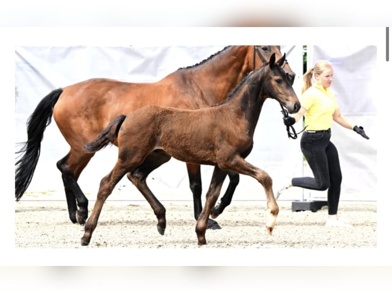 Hannoveranare Hingst Föl (03/2024) Brun in Moormerland