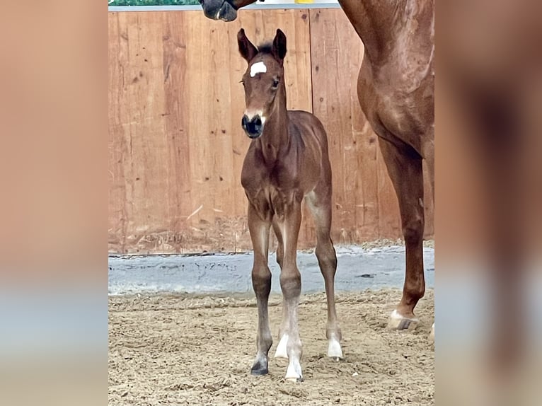 Hannoveranare Hingst Föl (05/2024) Brun in Rees