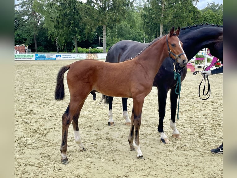 Hannoveranare Hingst Föl (05/2024) Brun in Rees