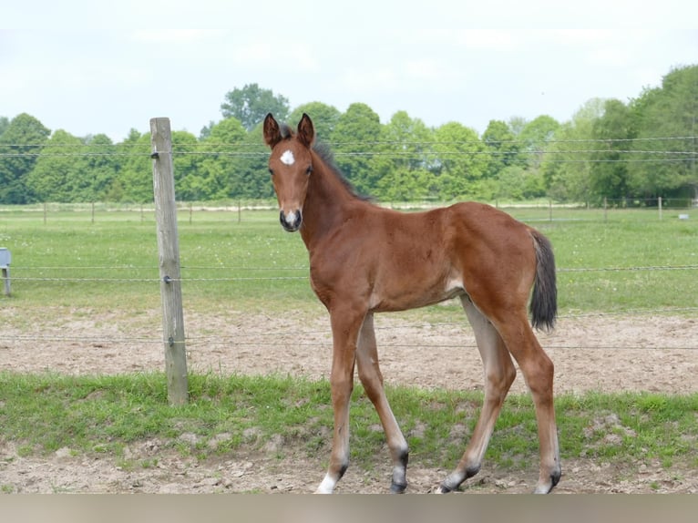 Hannoveranare Hingst Föl (04/2024) Brun in Rhede