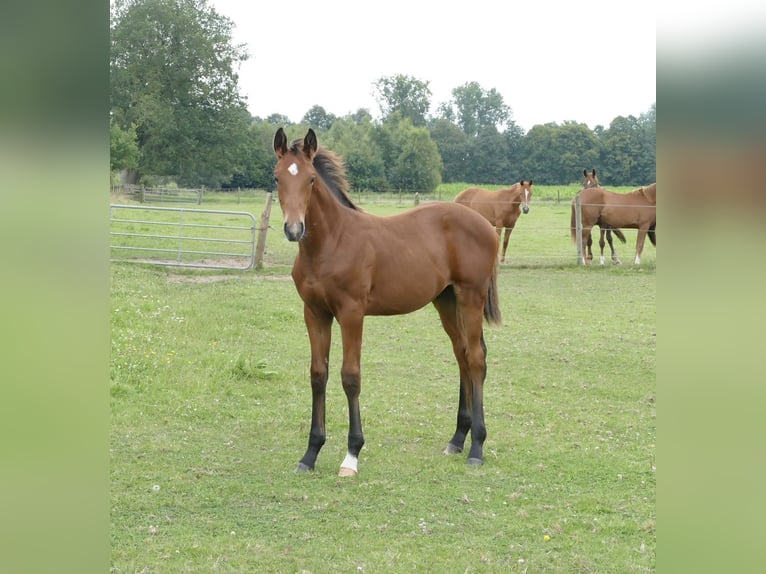 Hannoveranare Hingst Föl (04/2024) Brun in Rhede