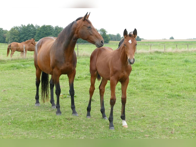 Hannoveranare Hingst Föl (04/2024) Brun in Rhede