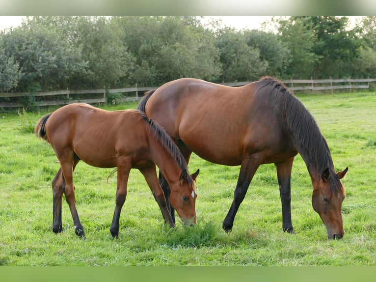 Hannoveranare Hingst Föl (04/2024) Brun in Rhede