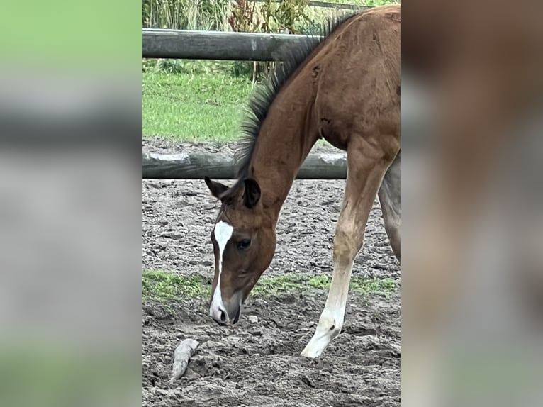 Hannoveranare Hingst Föl (01/2024) Brun in Wagenfeld