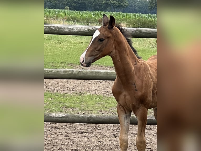 Hannoveranare Hingst Föl (01/2024) Brun in Wagenfeld