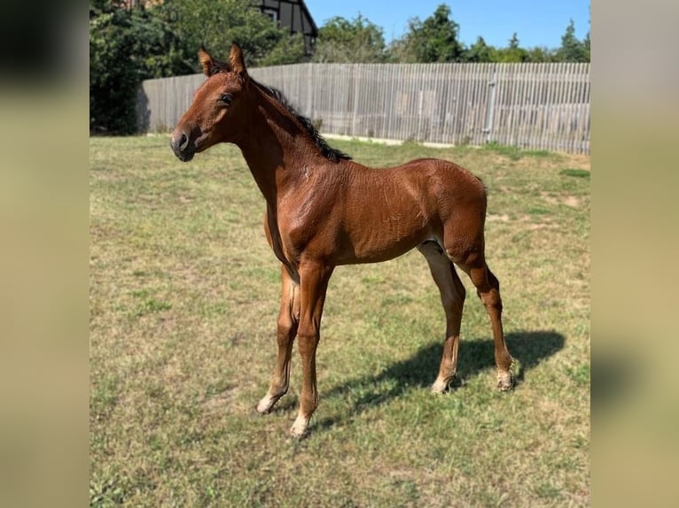 Hannoveranare Hingst Föl (05/2024) Brun in Priestewitz