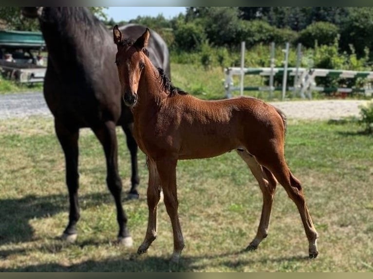 Hannoveranare Hingst Föl (05/2024) Brun in Priestewitz