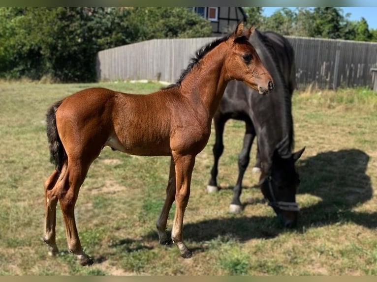 Hannoveranare Hingst Föl (05/2024) Brun in Priestewitz