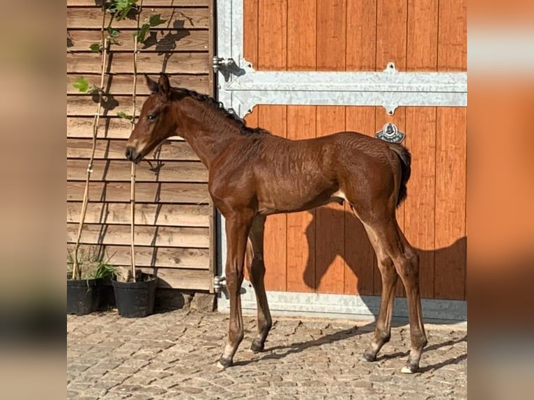 Hannoveranare Hingst Föl (05/2024) Brun in Priestewitz