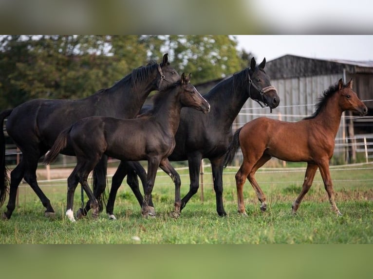 Hannoveranare Hingst Föl (05/2024) Brun in Priestewitz