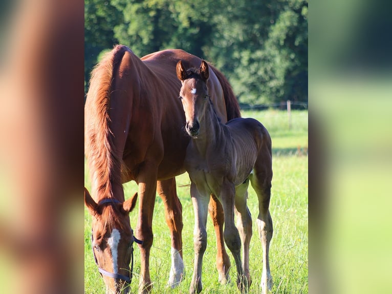 Hannoveranare Hingst Föl (06/2024) Brun in Uplengen