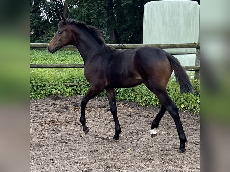 Hannoveranare Hingst Föl (01/2024) Brun in Wagenfeld