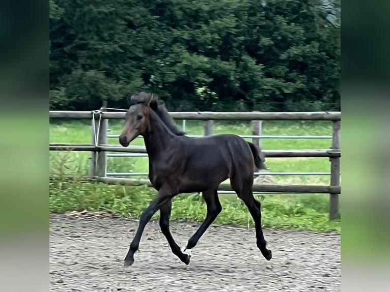 Hannoveranare Hingst Föl (01/2024) Brun in Wagenfeld