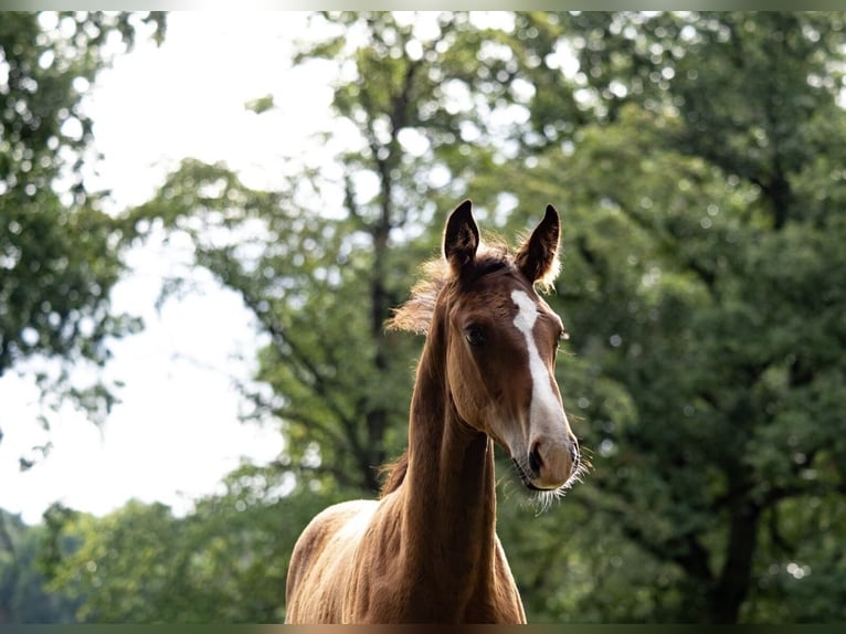 Hannoveranare Hingst Föl (05/2024) Brun in Winsen (Aller)